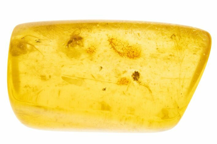 Polished Colombian Copal ( g) - Contains Partial Spiders! #331655